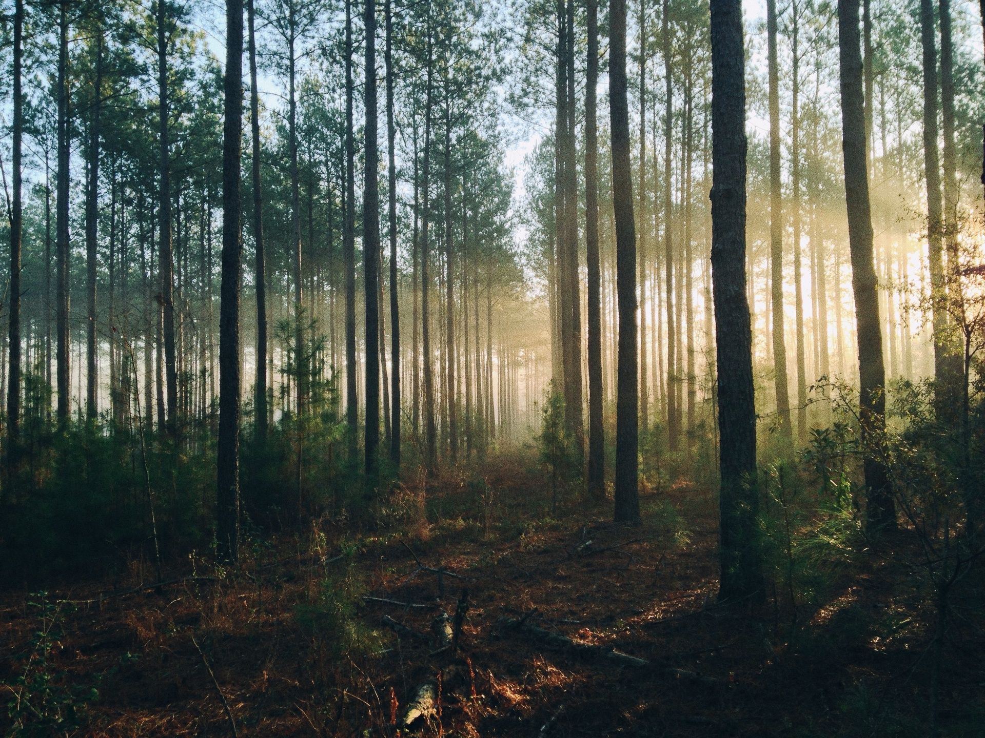 woodswalk.jpeg