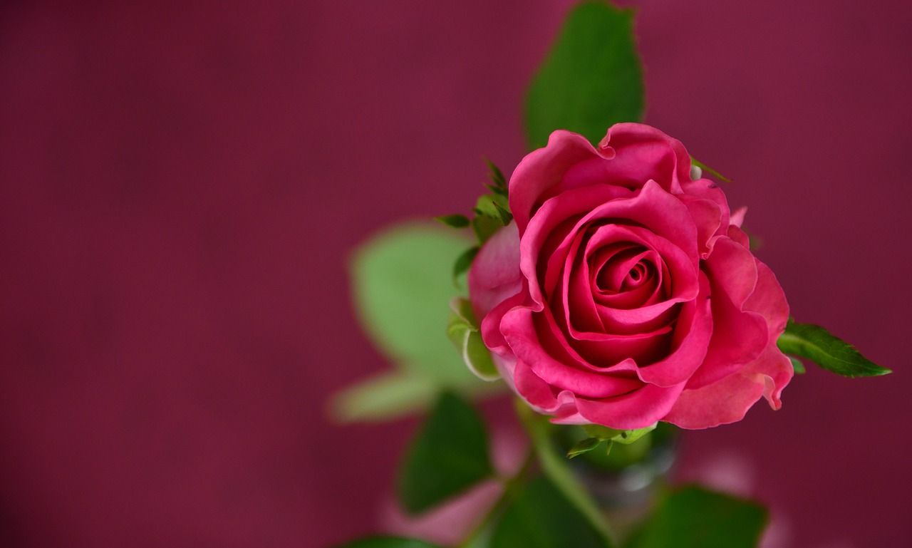 rose-693152_1280.jpg